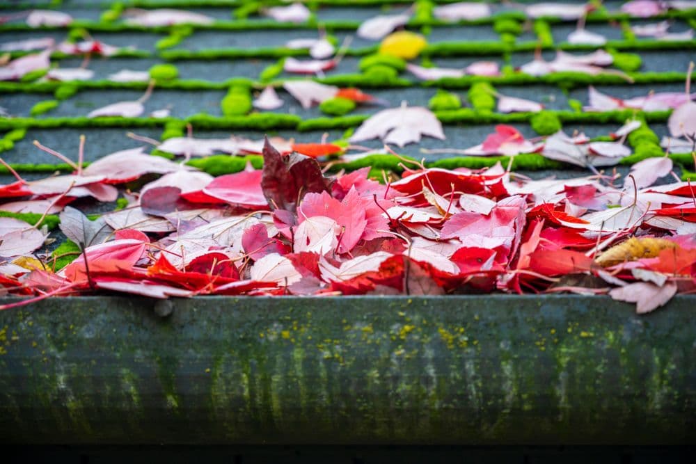 Risks of Trees to your Roof
