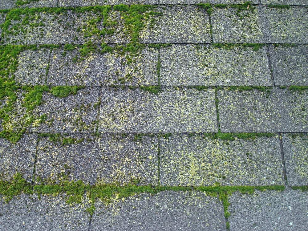 A close up of a gray roof's shingles. You can see green moss growing on some of the shingles, which is one of the most common roofing problems to have.